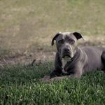 Hundekampf in Ebikon: Nun spricht der Halter