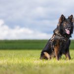 Polizeihund Fox fasst 14-jährige Sprayer
