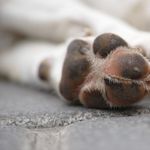 Hund qualvoll gestorben – Luzerner Halterin vor Gericht