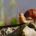Luzerner Restaurant setzt im Endspurt auf Schnecken
