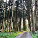 Freizeitspass gegen Wildschutz: Wem gehört der Wald?