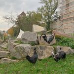 Stadtluzerner Güggel suchen neues Zuhause