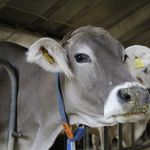 Chemikalien im Stall? Luzerner Bauern kümmert das kaum