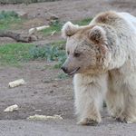 Tierpark Goldau hat zwei neue Bärinnen