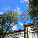 Diese 82 Stadtluzerner Bäume werden gefällt
