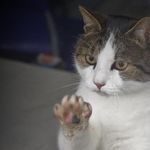 Kater Lee wurde angefahren – und braucht jetzt Hilfe
