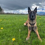Mutmassliche Einbrecher dank Polizeihunden gefasst