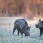 Wildschweine gesichtet: Was steckt hinter der Rückkehr?