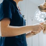 Tiernotfälle: Durchgehende Versorgung in Zug gefährdet