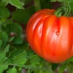 Das Ochsenherz am richtigen Fleck