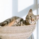 So spektakulär wurde Kater Fritz in Baar gefangen