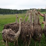 Ein Tag auf dem Straussenhof von Familie Jung aus Müswangen
