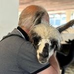 Auf dem Hof Vogelsang müssen auch Lamas zur Impfung