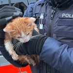 «Jöh»-Einsatz: Polizei rettet Büsi aus Abfallcontainer