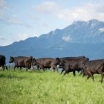 Frühling auf dem Hof: Wenn die Kühe plötzlich tanzen