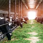 Bauernhof zwangsversteigert – Nun entscheiden Gerichte