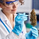 Apotheken-Gras? Ein Kiffer bleibt lieber beim Dealer