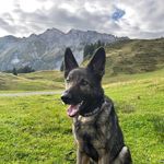 Polizeihund Iago fasst mutmasslichen Dieb