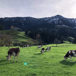 Der wahre Grund, warum Biomilch teurer ist