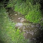 Auf Hunderten Metern mussten alle Fische sterben