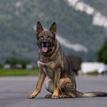 Polizeihund schnappt Einbrecher in Kriens