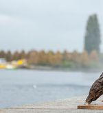 Sensation in Zug: Fast ausgestorbener Vogel taucht auf