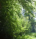 Mischwälder statt Monokulturen: Die Antwort auf dem Klimawandel