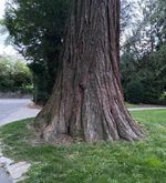 Spaziergänger gefährden geschützte Bäume im Luzerner Wettsteinpark