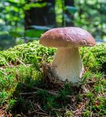 Luzerner Pilze: Gratwanderung zwischen Genuss und Gefahr