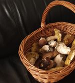 Sammler können bald wieder Pilze kontrollieren lassen