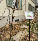 Bitte pflücken: Naschgärten breiten sich in Luzern aus