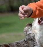 Hund beisst spielendes Kind aus Emmen spitalreif
