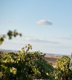 Probiere jetzt den Mövenpick Wein des Jahres