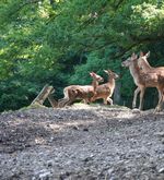 Jungtiere verzaubern Besucher im Luzerner Hirschpark