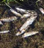 Wegen der Trockenheit: Kanton Luzern muss Fische retten