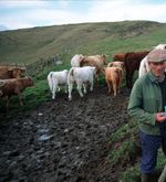 Sorgentelefon für Luzerner Bauern klingelt immer öfter
