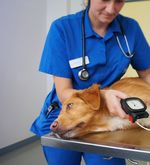 Arbeiten in der Kleintierklinik – ist das dein Ernst?