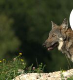 Von Psychoterror bis Polemik: Der Wolf ist in Luzern