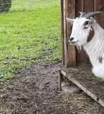 Kleintiergehege beim Heim Zunacher kämpft ums Überleben