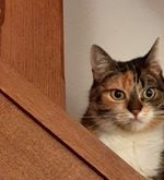 Penisamputation bei Katzen – gibt’s das?