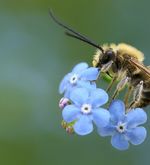 Der Sommer wird für Wildbienen in Luzern zum Stresstest