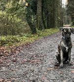 Ab an die Leine? Was Bello künftig nicht mehr darf