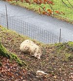 Ein Hund hat oberhalb der Stadt Zug mehr als zehn Schafe gerissen