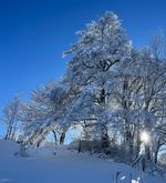 Schneezauber: Zehn winterliche Momente in Zug und Luzern