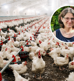«Bin erleichtert»: Hühnerstall scheitert vor Bundesgericht