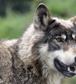 Mögliche erneute Wolfssichtung im Kanton Zug