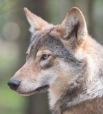 Luzerner Mitte fordert Massnahmen gegen Wolf-Gefahr
