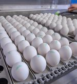 Luzerner Eier-Produzenten erhalten Millionen-Subventionen