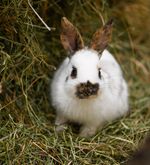 Diese herzigen Tierbabys gibt’s zu bestaunen
