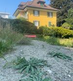 Luzerner Obergrund-Quartier wundert sich über «Blumenwiese»